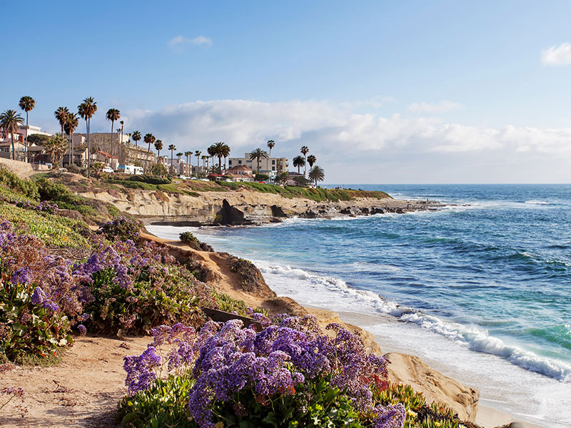 Scenic view of La Jolla coastline with purple wildflowers in the foreground, rocky cliffs, palm trees, and ocean waves under a bright blue sky.